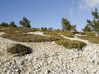 F, Vaucluse, Bedoin, Mont Ventoux 9, Saxifraga-Willem van Kruijsbergen