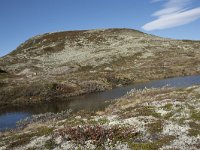 N, Buskerud, Hol, Fagerheim 2, Saxifraga-Willem van Kruijsbergen