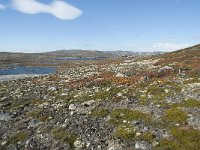 N, Buskerud, Hol, Fagerheim 22, Saxifraga-Annemiek Bouwman