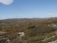 N, Buskerud, Hol, Fagerheim 7, Saxifraga-Willem van Kruijsbergen