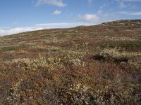 N, Buskerud, Hol, Laegreid 1, Saxifraga-Willem van Kruijsbergen