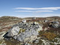 N, Buskerud, Hol, Laegreid 11, Saxifraga-Willem van Kruijsbergen