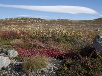 N, Buskerud, Hol, Laegreid 13, Saxifraga-Willem van Kruijsbergen