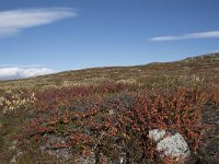 N, Buskerud, Hol, Laegreid 14, Saxifraga-Willem van Kruijsbergen