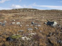 N, Buskerud, Hol, Laegreid 2, Saxifraga-Willem van Kruijsbergen