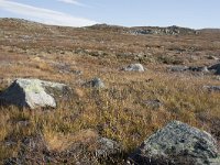 N, Buskerud, Hol, Laegreid 3, Saxifraga-Willem van Kruijsbergen