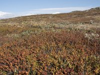 N, Buskerud, Hol, Laegreid 4, Saxifraga-Willem van Kruijsbergen