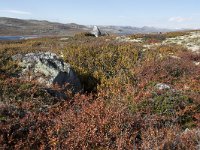 N, Buskerud, Hol, Laegreid 5, Saxifraga-Willem van Kruijsbergen