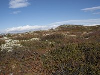 N, Buskerud, Hol, Laegreid 6, Saxifraga-Willem van Kruijsbergen