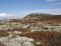 N, Buskerud, Hol, Laegreid 7, Saxifraga-Willem van Kruijsbergen