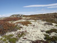 N, Buskerud, Hol, Laegreid 8, Saxifraga-Willem van Kruijsbergen