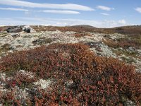 N, Buskerud, Hol, Laegreid 9, Saxifraga-Willem van Kruijsbergen