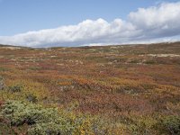 N, Buskerud, Hol, Prestholtseter 1, Saxifraga-Willem van Kruijsbergen