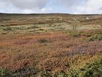 N, Buskerud, Hol, Prestholtseter 2, Saxifraga-Willem van Kruijsbergen