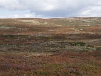 N, Buskerud, Hol, Prestholtseter 4, Saxifraga-Willem van Kruijsbergen