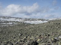 N, Buskerud, Hol, Prestholtskaret 25, Saxifraga-Willem van Kruijsbergen