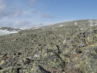 N, Buskerud, Hol, Prestholtskaret 26, Saxifraga-Willem van Kruijsbergen