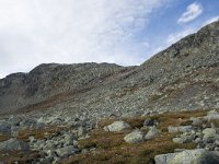 N, Buskerud, Hol, Prestholtskaret 77, Saxifraga-Willem van Kruijsbergen