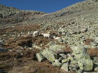 N, Buskerud, Hol, Prestholtskaret 91, Saxifraga-Annemiek Bouwman