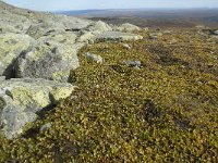 N, Buskerud, Hol, Prestholtskaret 94, Saxifraga-Annemiek Bouwman