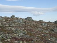 N, Buskerud, Hol, Prestholtskaret 97, Saxifraga-Annemiek Bouwman