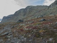 N, Buskerud, Hol, Prestholtskaret 98, Saxifraga-Annemiek Bouwman