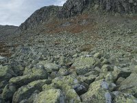 N, Buskerud, Hol, Prestholtskaret 99, Saxifraga-Annemiek Bouwman