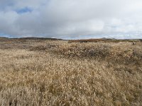 N, Buskerud, Hol, Tuva turisthytte 100, Saxifraga-Annemiek Bouwman