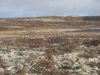 N, Buskerud, Hol, Tuva turisthytte 103, Saxifraga-Annemiek Bouwman