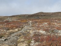 N, Buskerud, Hol, Tuva turisthytte 104, Saxifraga-Annemiek Bouwman