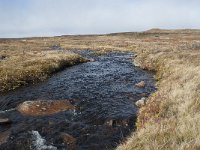 N, Buskerud, Hol, Tuva turisthytte 105, Saxifraga-Annemiek Bouwman