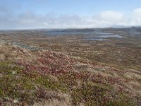 N, Buskerud, Hol, Tuva turisthytte 113, Saxifraga-Annemiek Bouwman