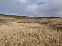 N, Buskerud, Hol, Tuva turisthytte 13, Saxifraga-Willem van Kruijsbergen