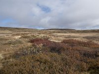 N, Buskerud, Hol, Tuva turisthytte 14, Saxifraga-Willem van Kruijsbergen