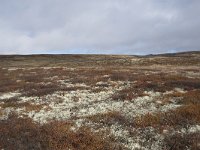 N, Buskerud, Hol, Tuva turisthytte 16, Saxifraga-Willem van Kruijsbergen