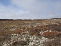 N, Buskerud, Hol, Tuva turisthytte 17, Saxifraga-Willem van Kruijsbergen