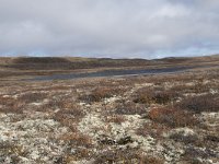 N, Buskerud, Hol, Tuva turisthytte 20, Saxifraga-Willem van Kruijsbergen