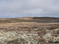 N, Buskerud, Hol, Tuva turisthytte 21, Saxifraga-Willem van Kruijsbergen