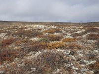 N, Buskerud, Hol, Tuva turisthytte 22, Saxifraga-Willem van Kruijsbergen