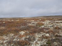 N, Buskerud, Hol, Tuva turisthytte 23, Saxifraga-Willem van Kruijsbergen