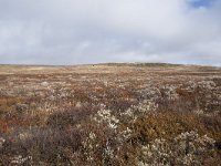 N, Buskerud, Hol, Tuva turisthytte 28, Saxifraga-Willem van Kruijsbergen