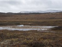 N, Buskerud, Hol, Tuva turisthytte 32, Saxifraga-Willem van Kruijsbergen