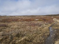 N, Buskerud, Hol, Tuva turisthytte 37, Saxifraga-Willem van Kruijsbergen