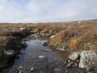 N, Buskerud, Hol, Tuva turisthytte 45, Saxifraga-Willem van Kruijsbergen