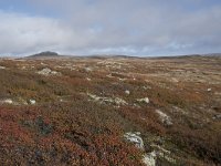 N, Buskerud, Hol, Tuva turisthytte 54, Saxifraga-Willem van Kruijsbergen