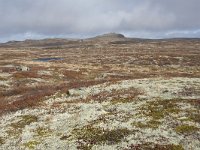 N, Buskerud, Hol, Tuva turisthytte 57, Saxifraga-Willem van Kruijsbergen