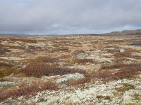 N, Buskerud, Hol, Tuva turisthytte 58, Saxifraga-Willem van Kruijsbergen