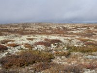 N, Buskerud, Hol, Tuva turisthytte 59, Saxifraga-Willem van Kruijsbergen