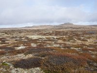 N, Buskerud, Hol, Tuva turisthytte 65, Saxifraga-Willem van Kruijsbergen