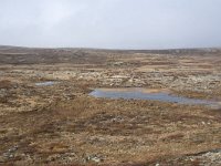 N, Buskerud, Hol, Tuva turisthytte 67, Saxifraga-Willem van Kruijsbergen